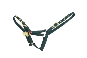 NYLON HEADCOLLAR FOAL GREEN