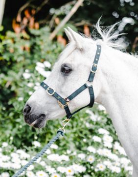 NYLON HEADCOLLAR WEANLING GREEN