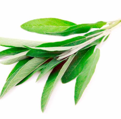 Sage Herb - Seeds