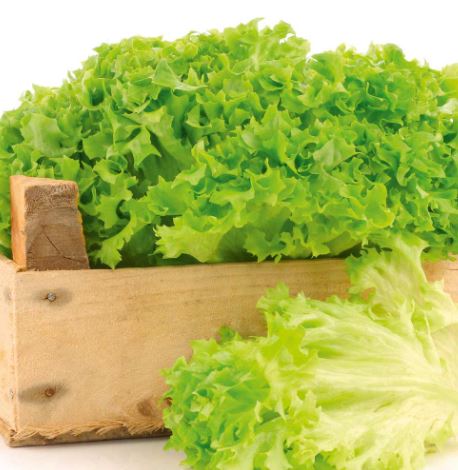 Lettuce &