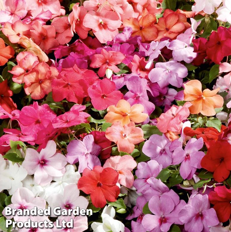Impatiens &