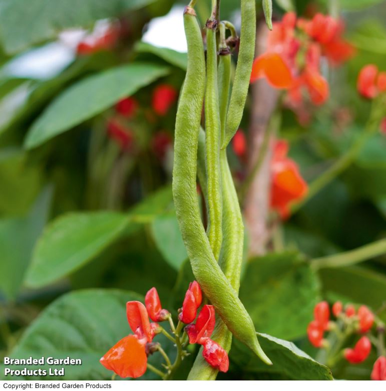 Runner Bean &