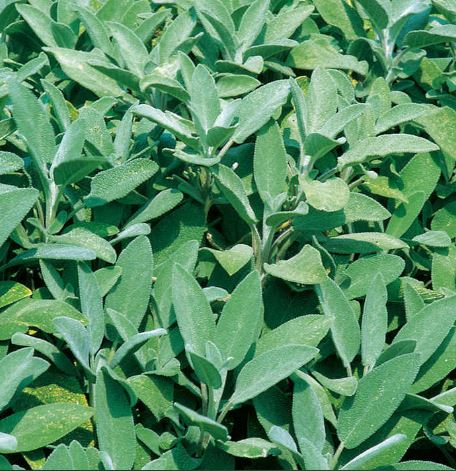 Sage Herb - Seeds