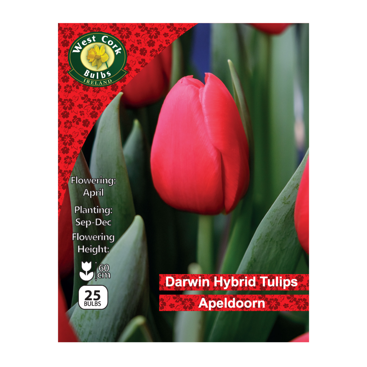 Tulip Single &