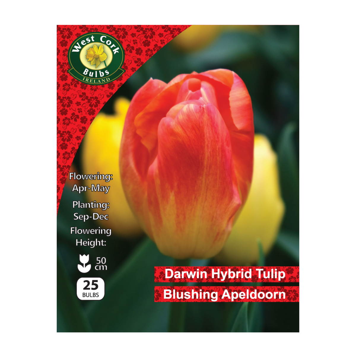 Tulip Single &