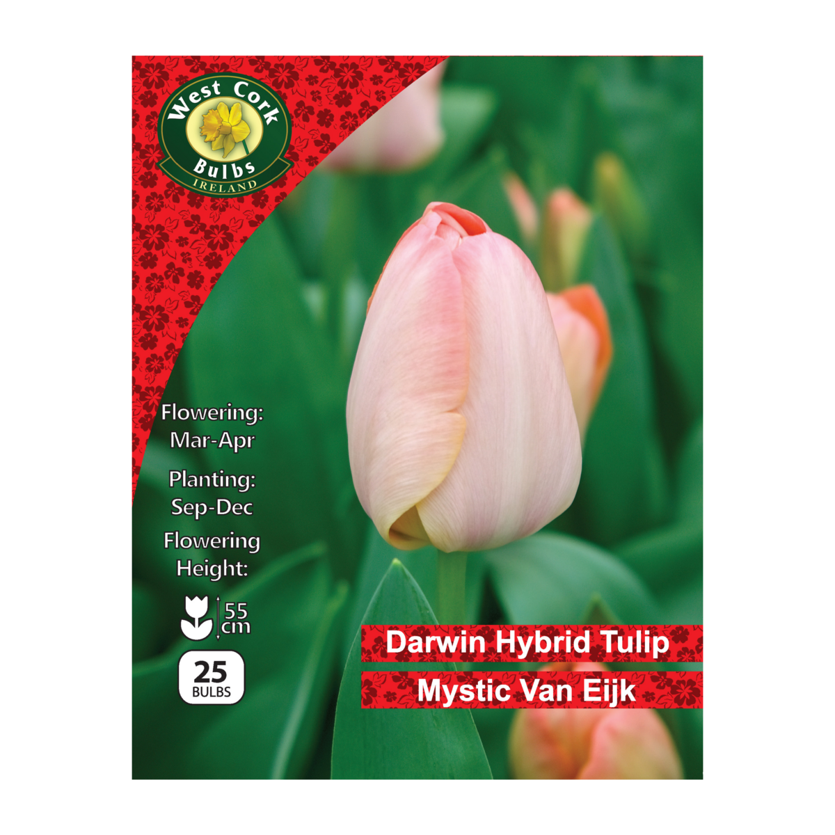 Tulip Single &