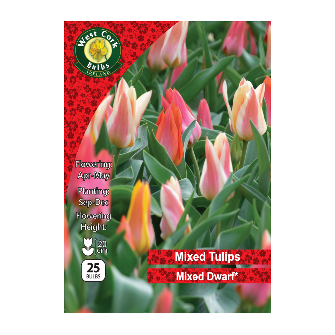 Tulip Dwarf Mixed Varieties - 25 Bulbs