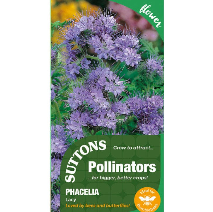 Phacelia Tanacetifolia Lacy Flower Seeds