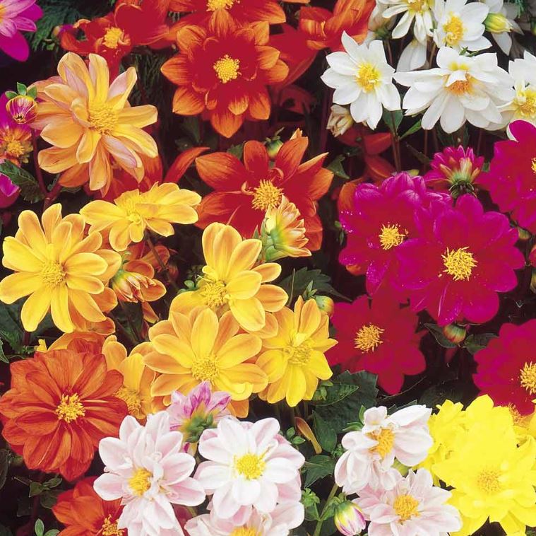 Dahlia &