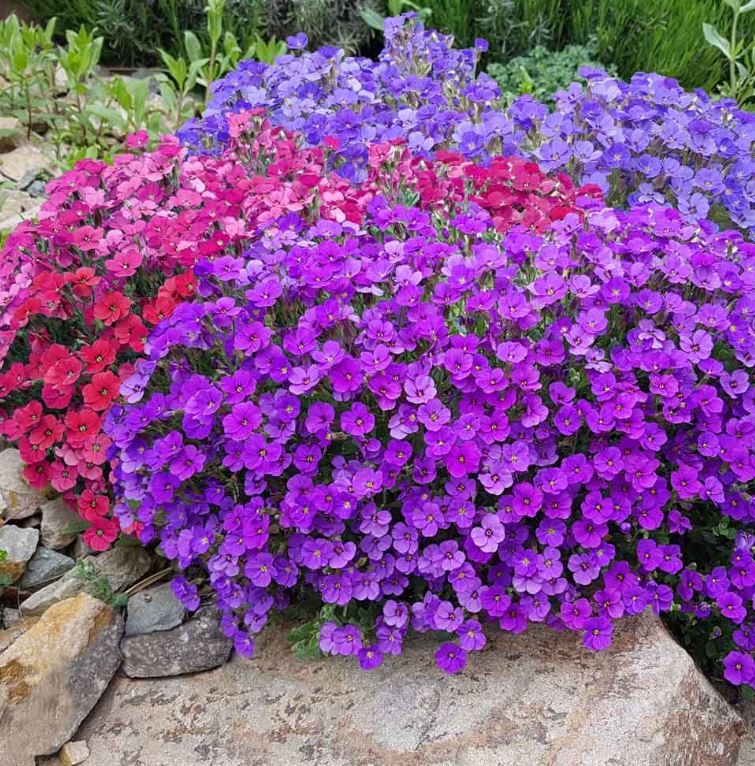 Aubrieta &