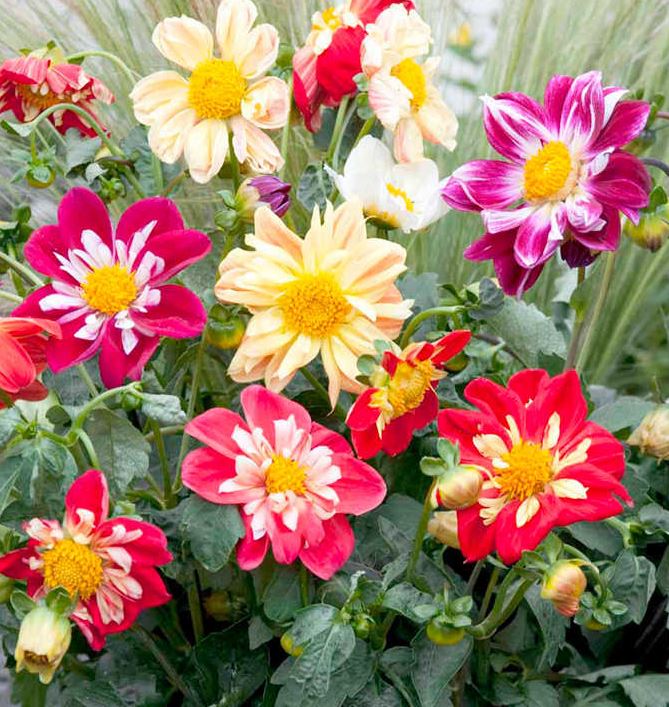 Dahlia &
