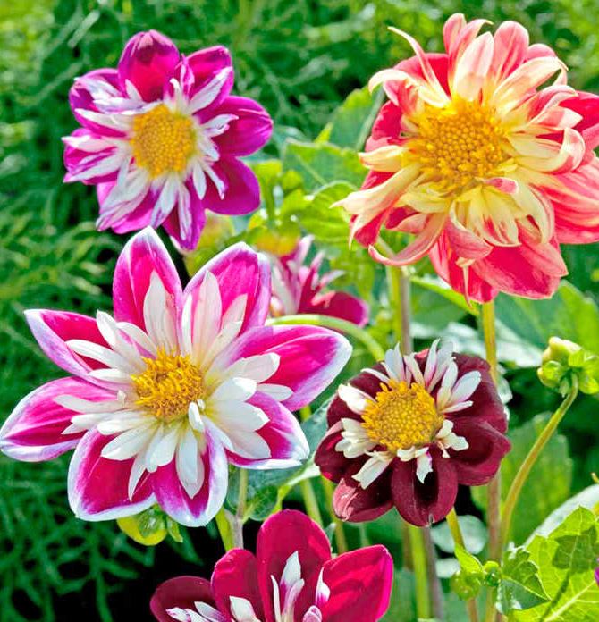 Dahlia &