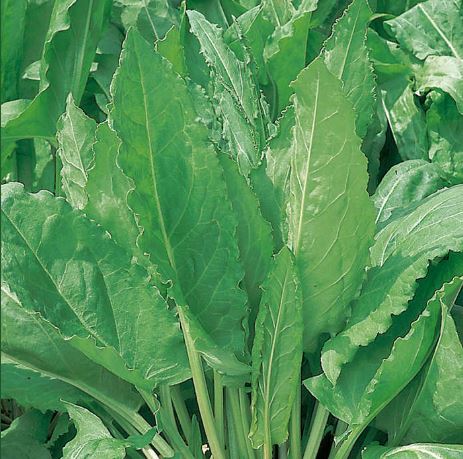 Sorrel - Herb Seeds