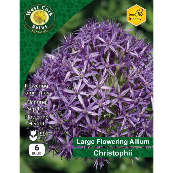 Allium Christophi - 6 Pack