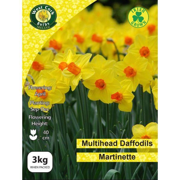 Daffodil Multi Flower &