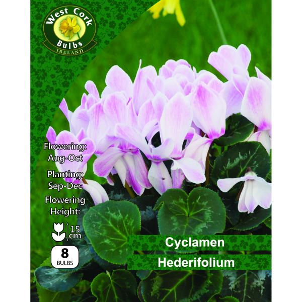 Cyclamen Hederifolium - 8 Bulbs