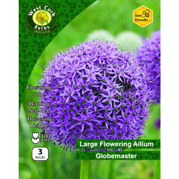 Allium Globemaster - 3 Bulbs