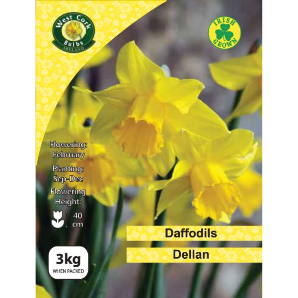 Daffodil Dellan - 3kg