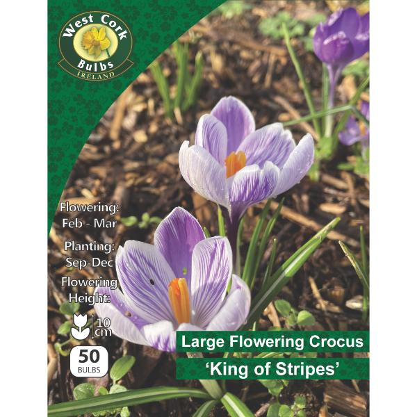 Crocus Large Flower &