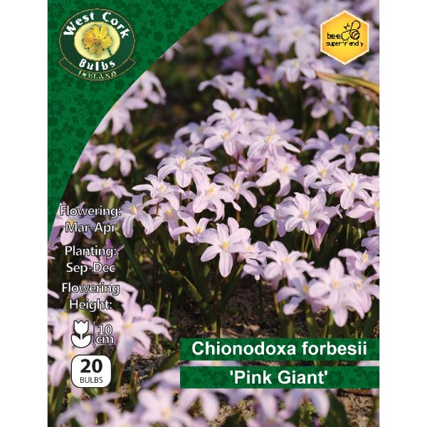 Chionodoxa Forbesi Pink Giant - 20 Bulbs