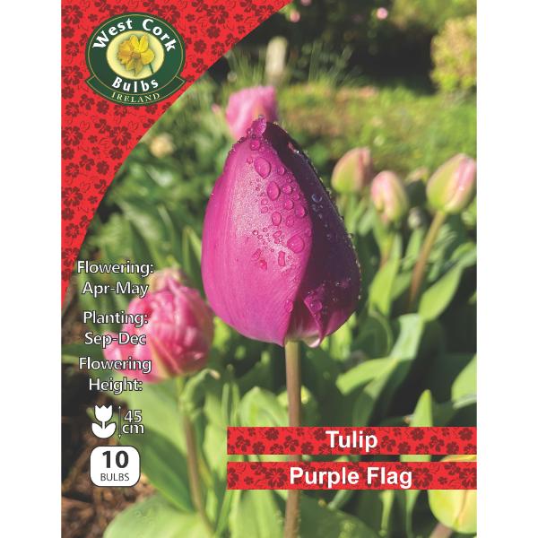 Tulip Single &