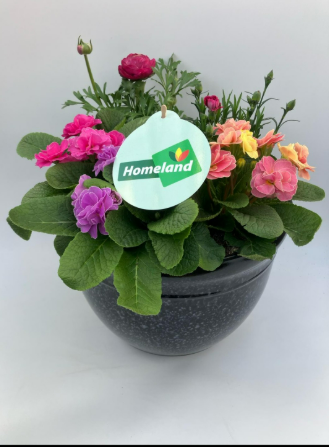 Homeland Olive Planter