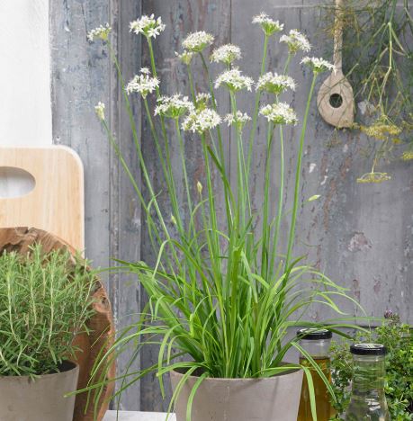 Garlic Chives - Herb Seeds