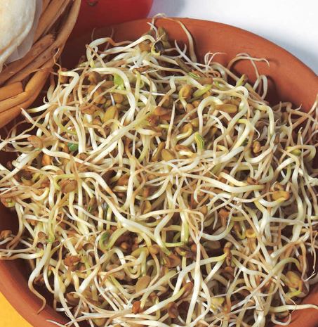 Fenugreek Shoots - Seeds