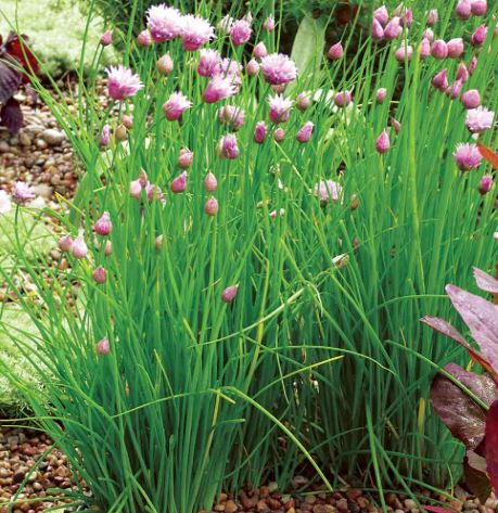 Chives - Herb Seeds