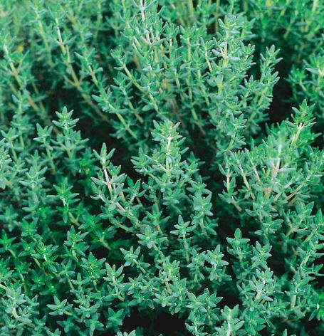 Thyme &