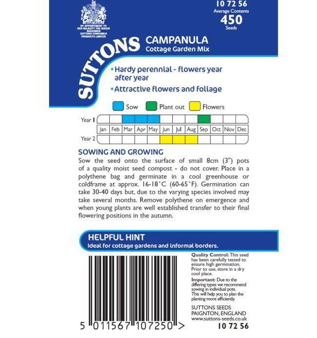 Campanula &