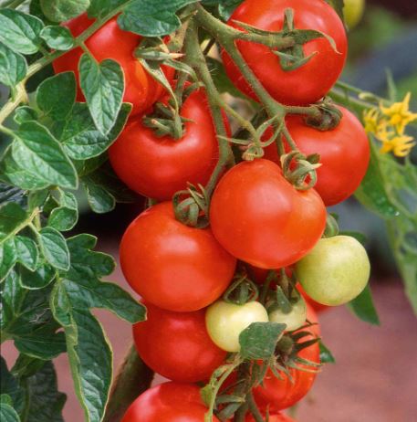 Tomato &