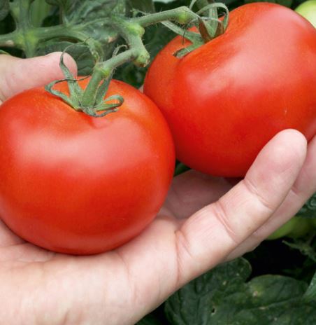 Tomato &