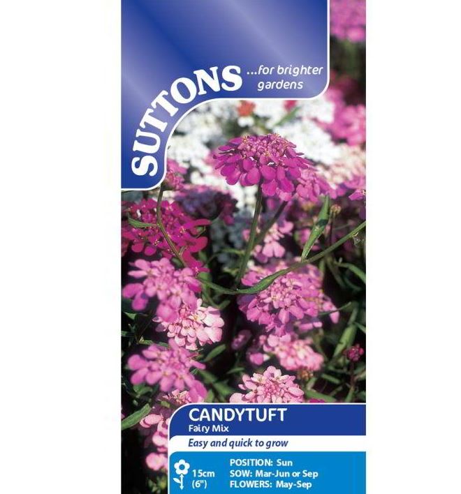 Candytuft &