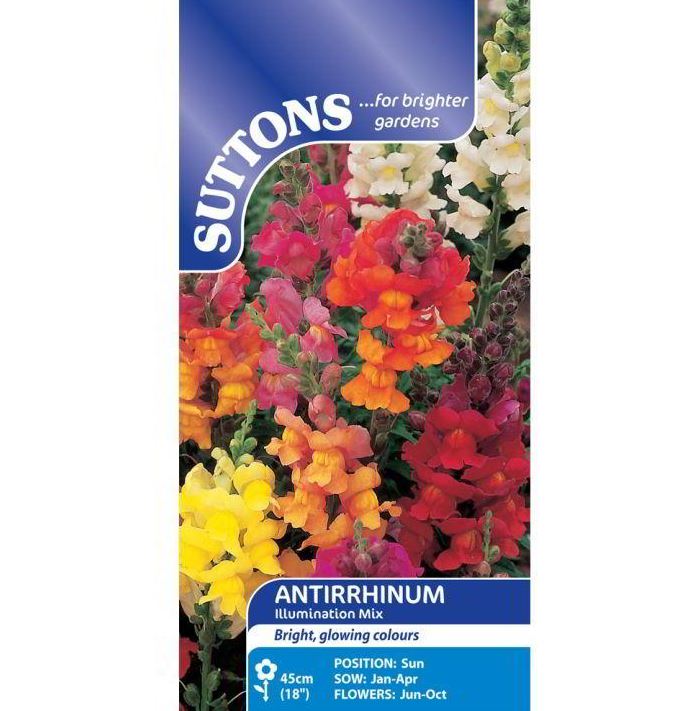Antirrhinum &