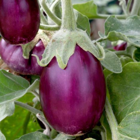 Aubergine &