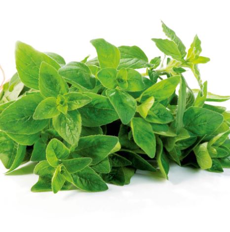 Oregano - Herb Seeds