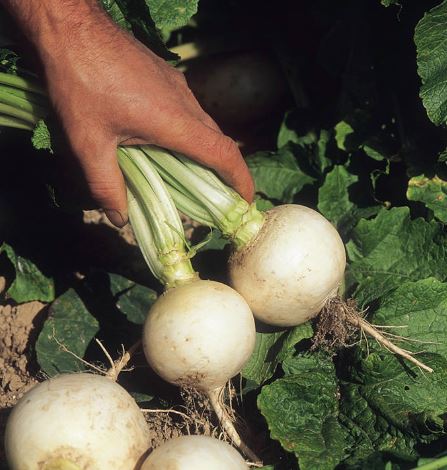 Turnip &