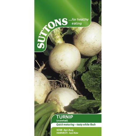 Turnip &