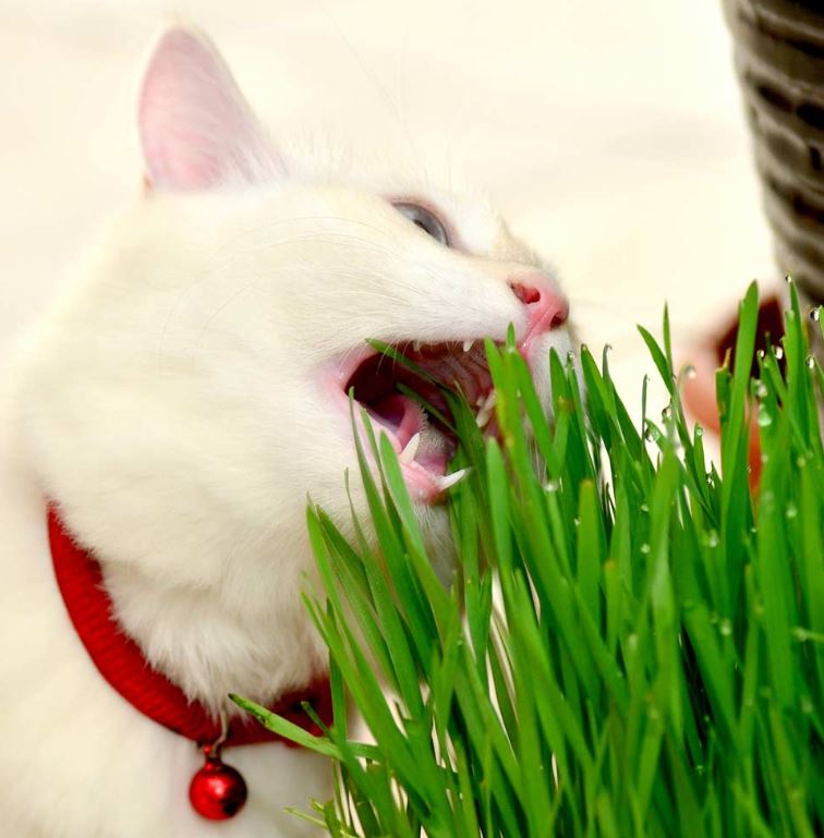 Cat Grass - Seeds
