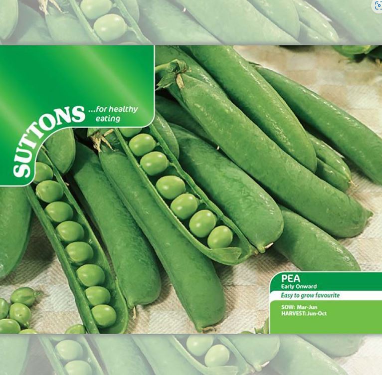 Pea &
