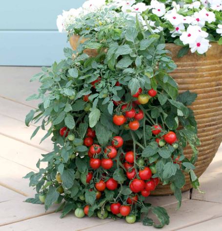 Tomato &