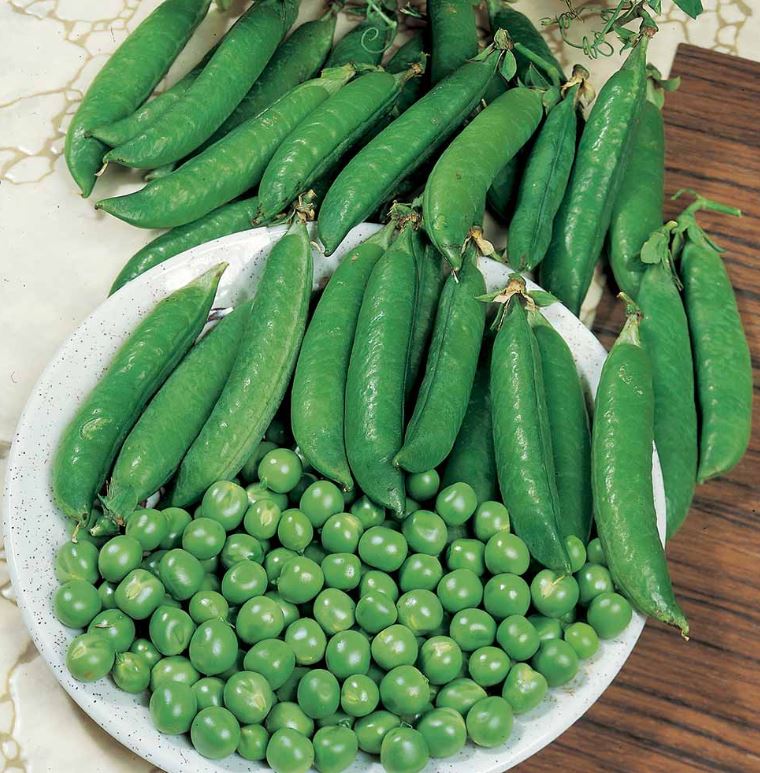 Pea &