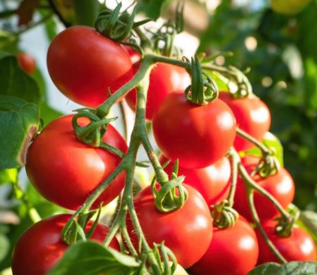 Tomato F1 &