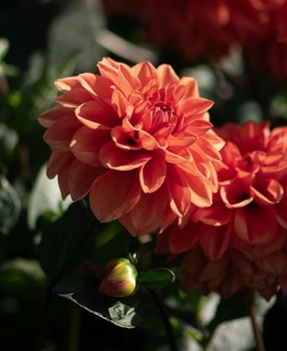 Dahlia Border Orange Nugget