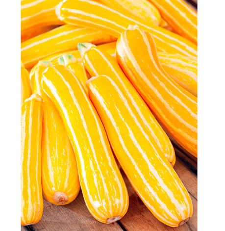 Marrow F1 &