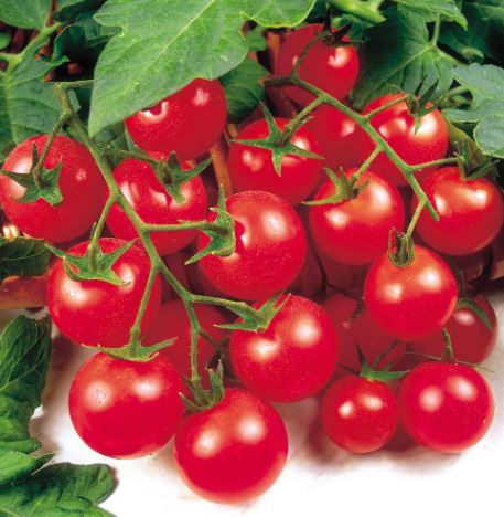 Tomato &