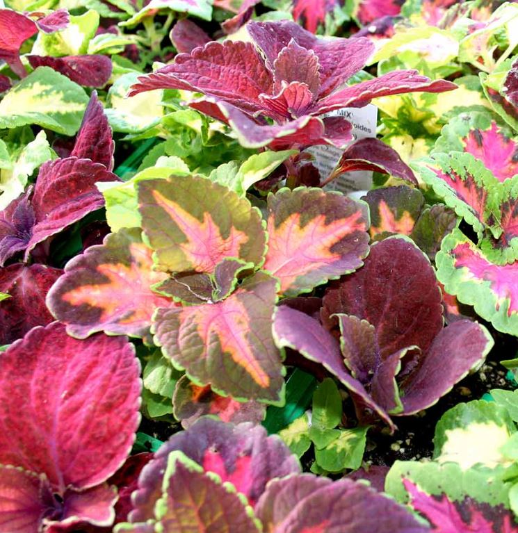 Coleus &