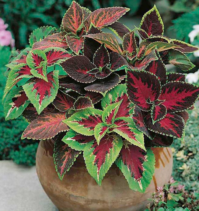 Coleus &