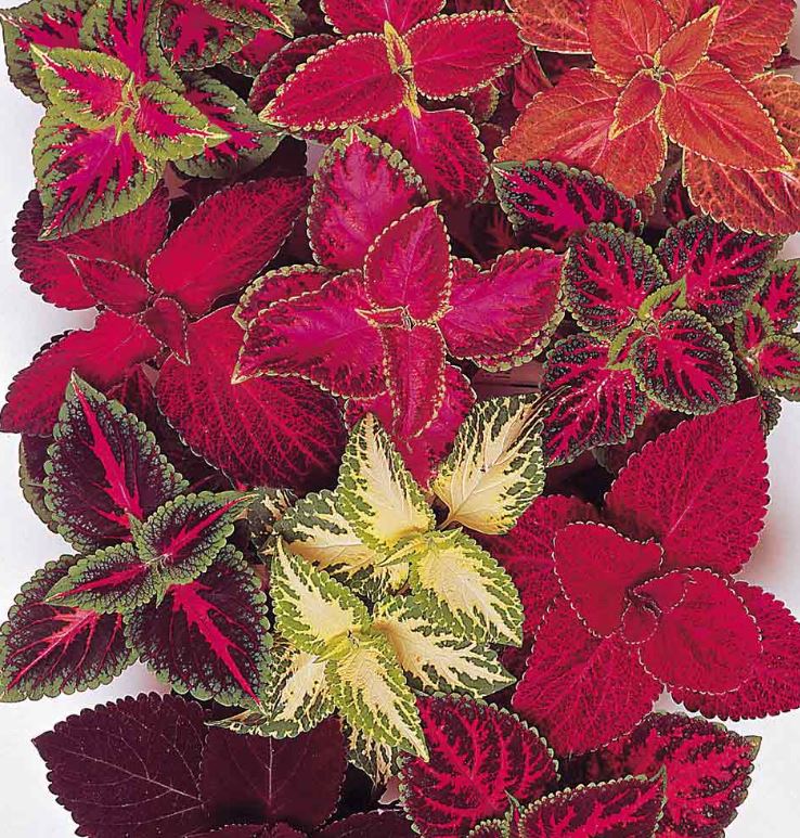 Coleus &